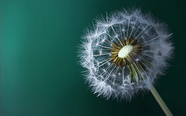 dandelion-1024x640